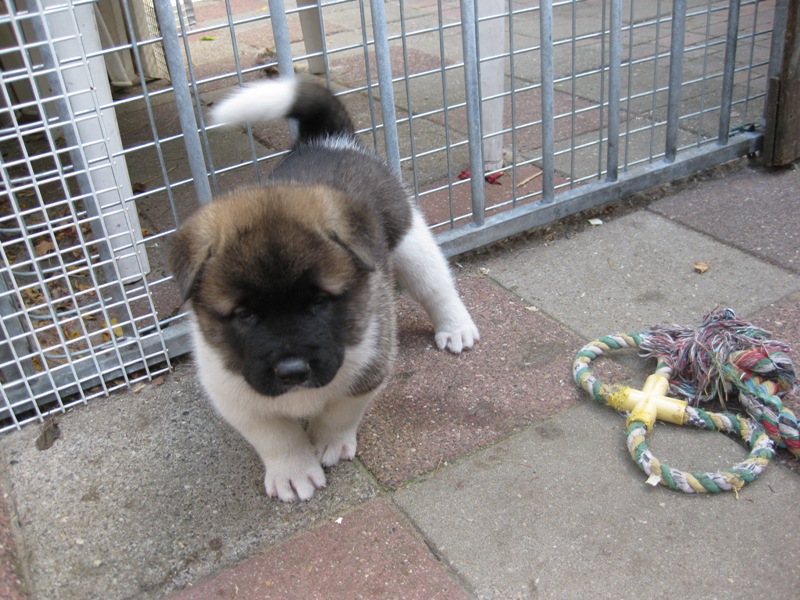Puppies